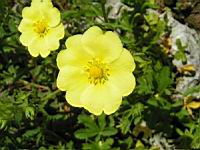 Potentilla Hookeriana (fam. Rosacees)(Am. du Nord)(03) (Photo F. Mrugala)